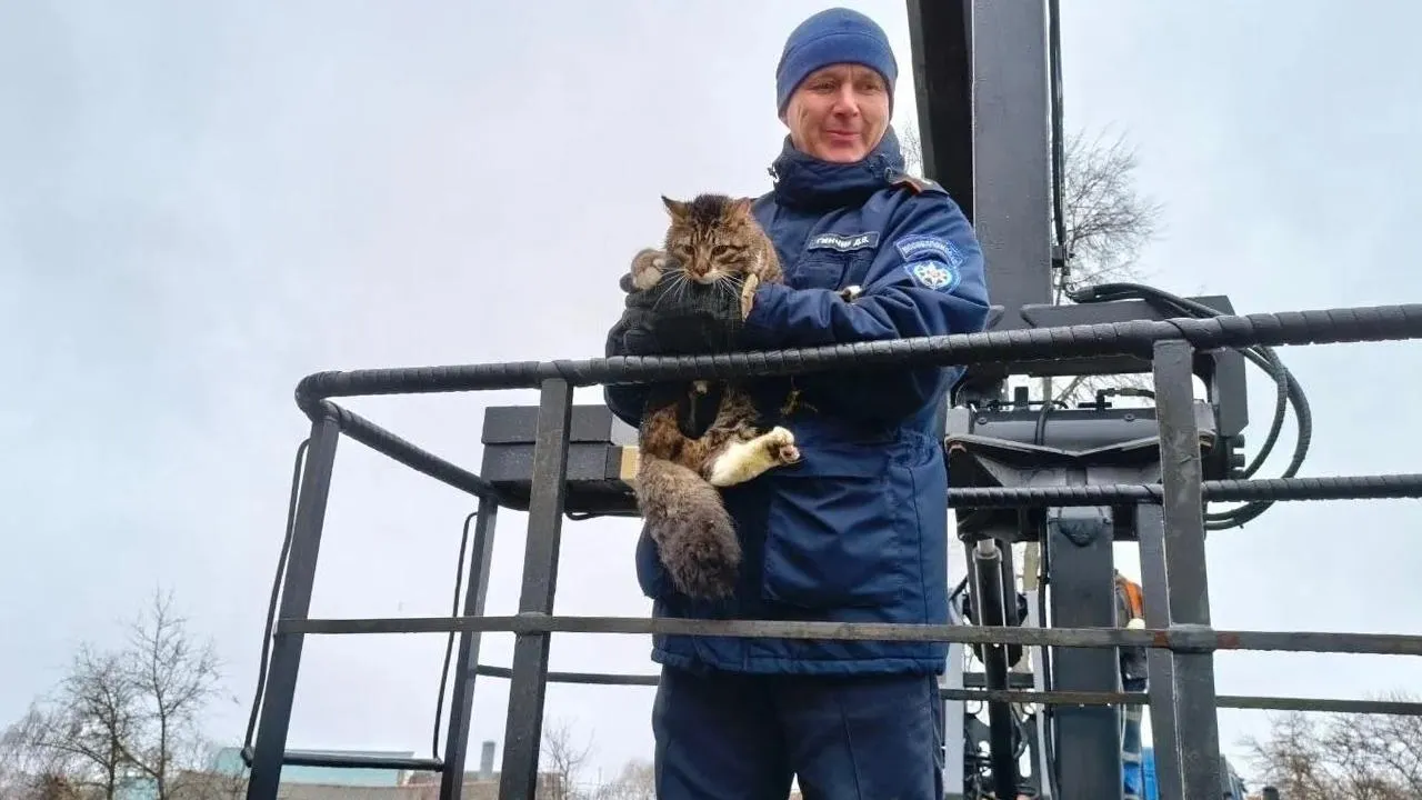 Картинка