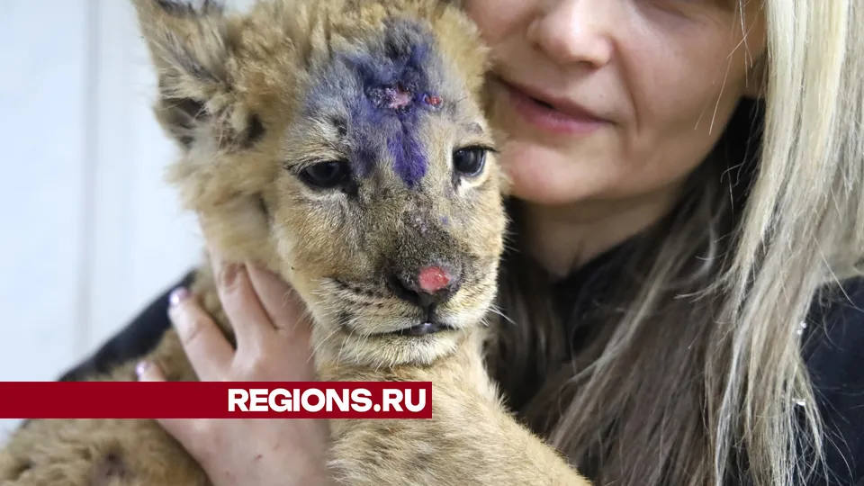 Фото: REGIONS/Ольга Пятикрестовская