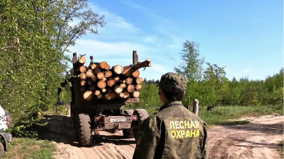 Фото: Комитет лесного хозяйства Московской области
