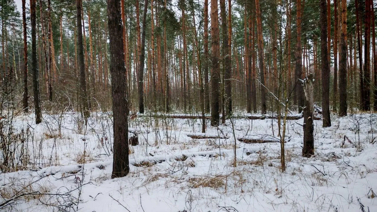 Фото: Комитет лесного хозяйства МО