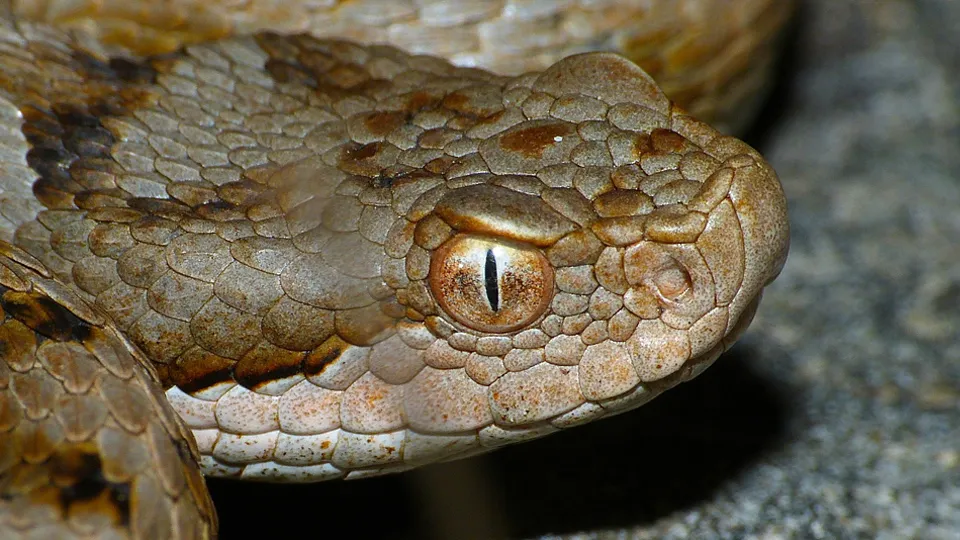 Фото: сommons.wikimedia/Bernard DUPONT