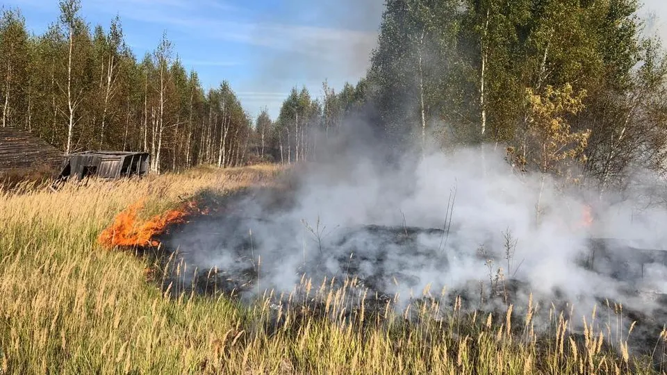 Фото: Комитет лесного хозяйства Московской области