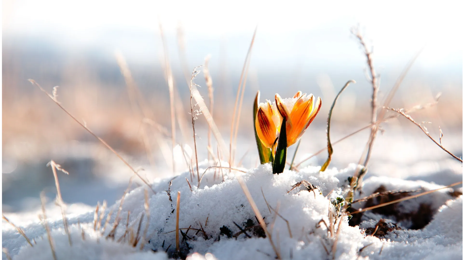 фото:.freepik.com