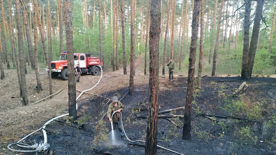 Фото: комитет Лесного хозяйства