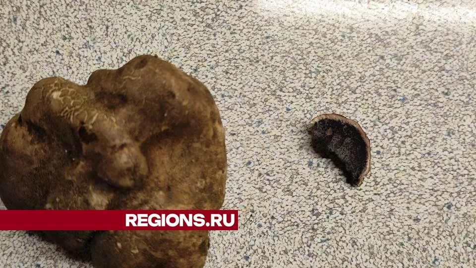 Фото: предоставлено очевидцем