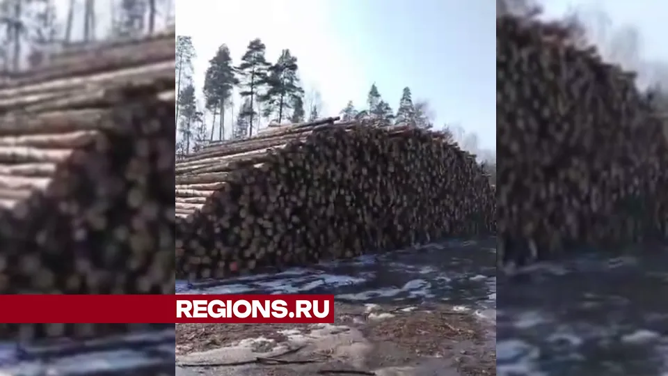 Кадры со штабелями вырубленного леса «наводнили» городские сообщества в соцсетях.&nbsp;Фото: REGIONS/Василий Тремасов