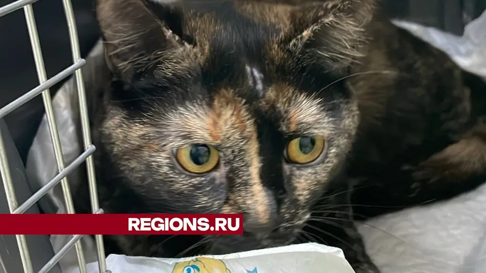 Фото представлено жительницей Жуковского