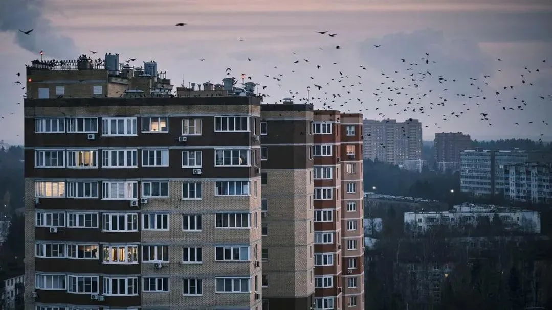 В Краснознаменске заметили загадочное нашествие птиц на крыши домов