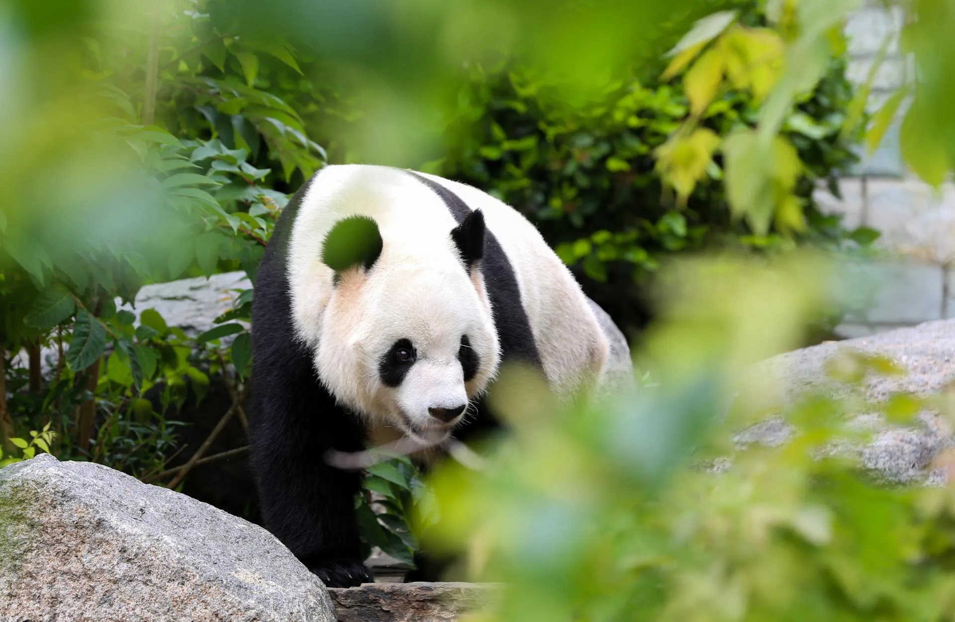 Ma Ping/XinHua