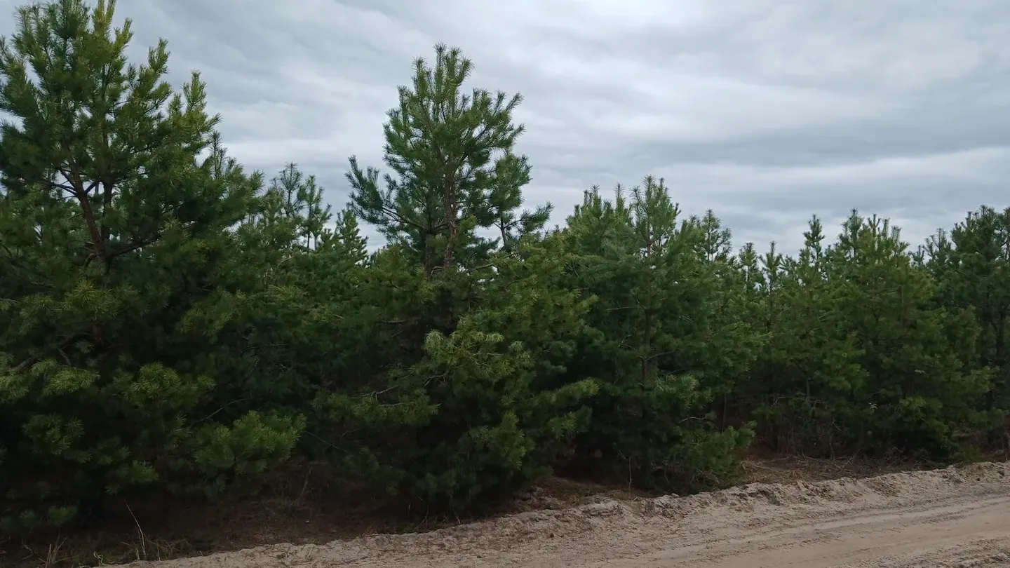Год за годом: в Павловском Посаде выполняют задачу «Восстановление лесов»