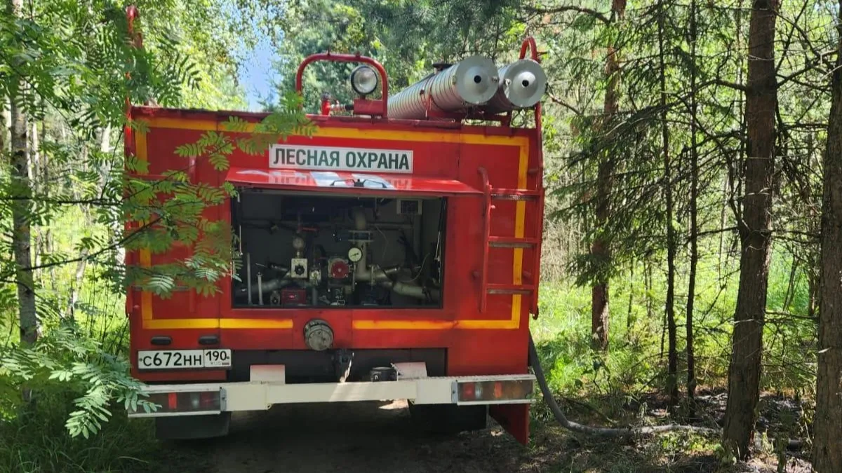 Фото: Комитет лесного хозяйства Московской области