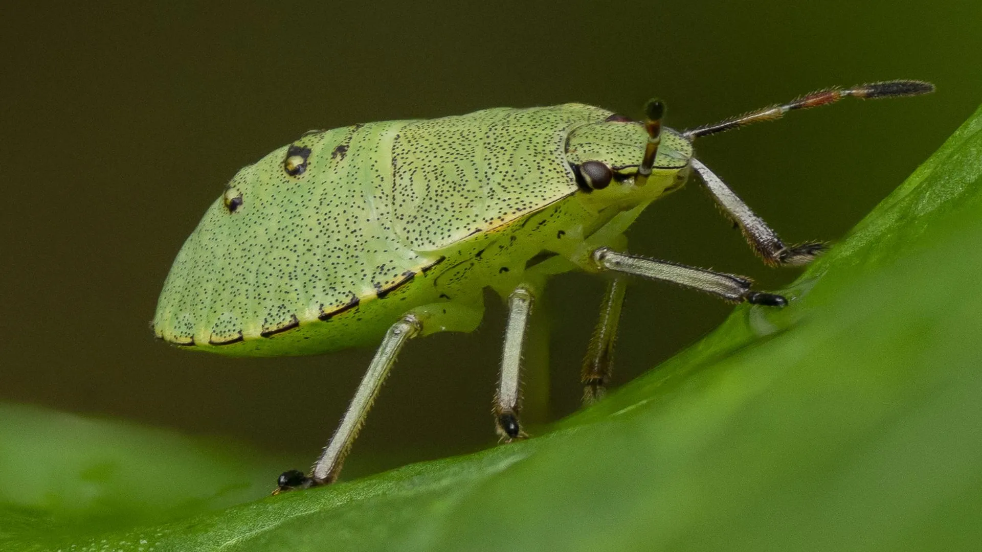 IMAGO/S. Derder/www.imago-images.de