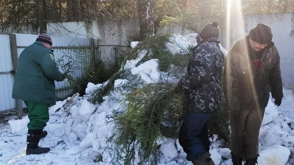 Фото: Комитет лесного хозяйства Московской области