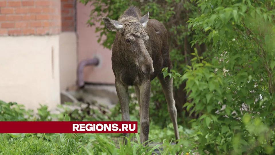 Фото: Ольга Пятикрестовская