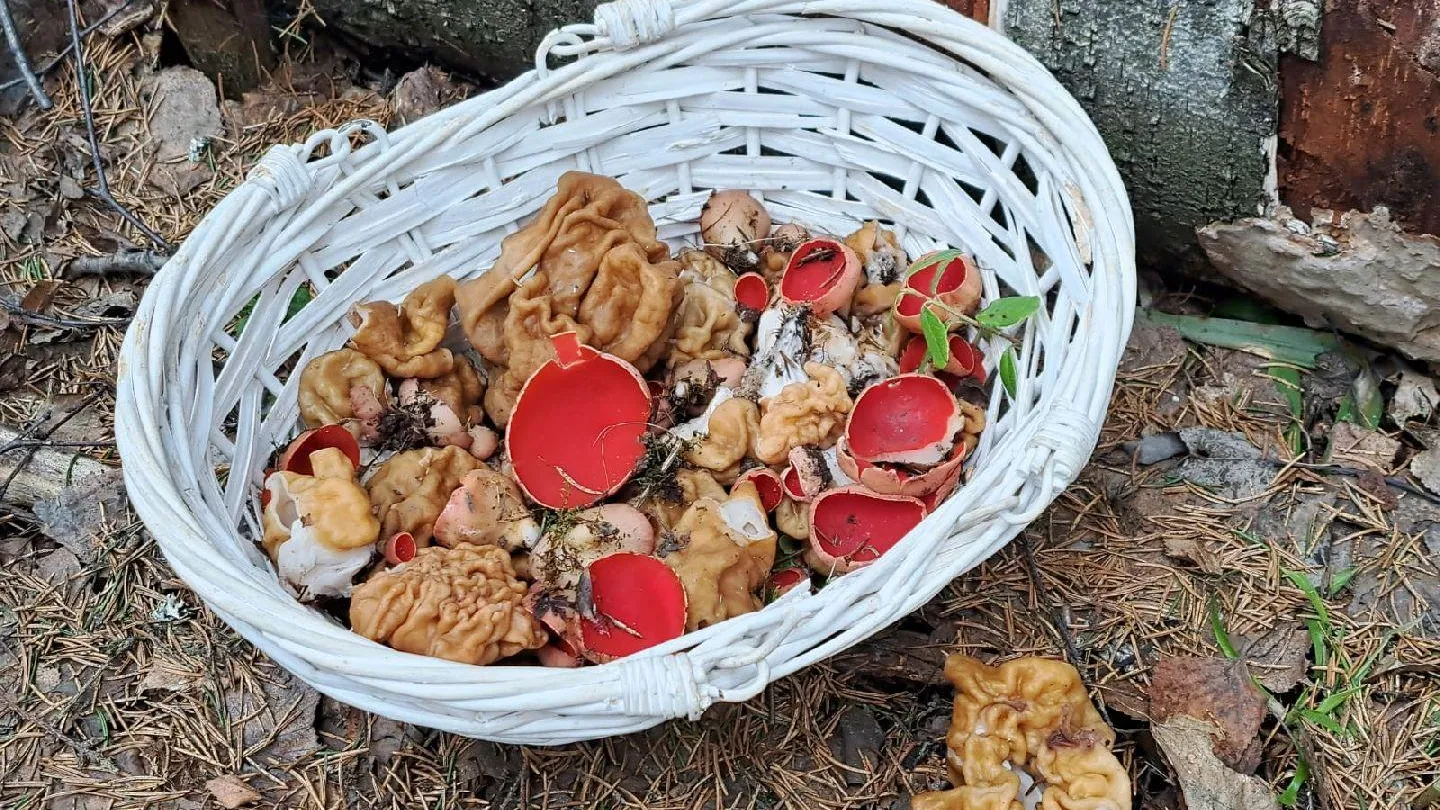 Картинка