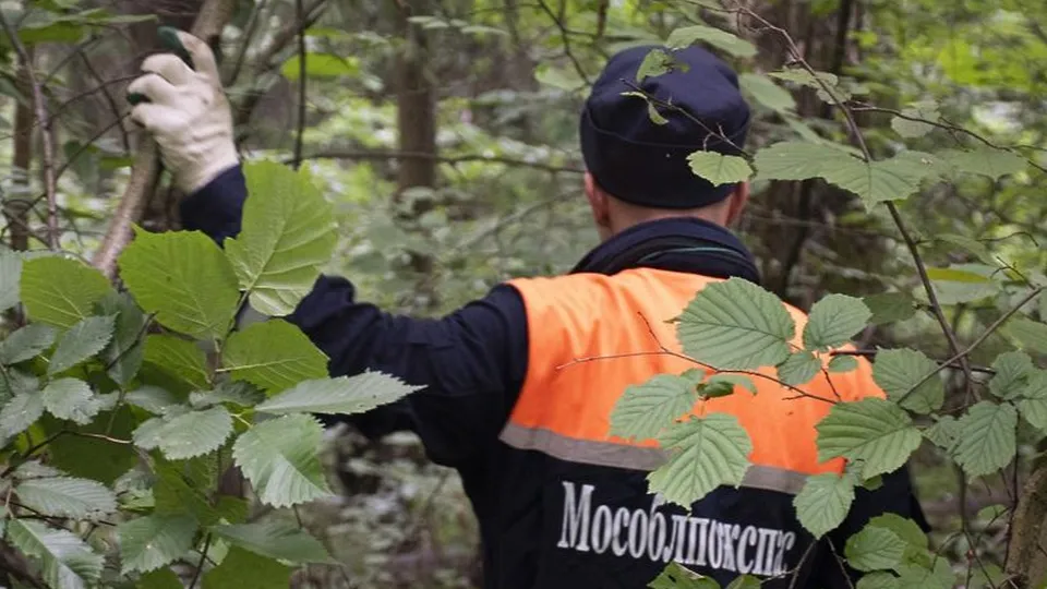 Фото:  ГКУ МО «Мособлпожспас»