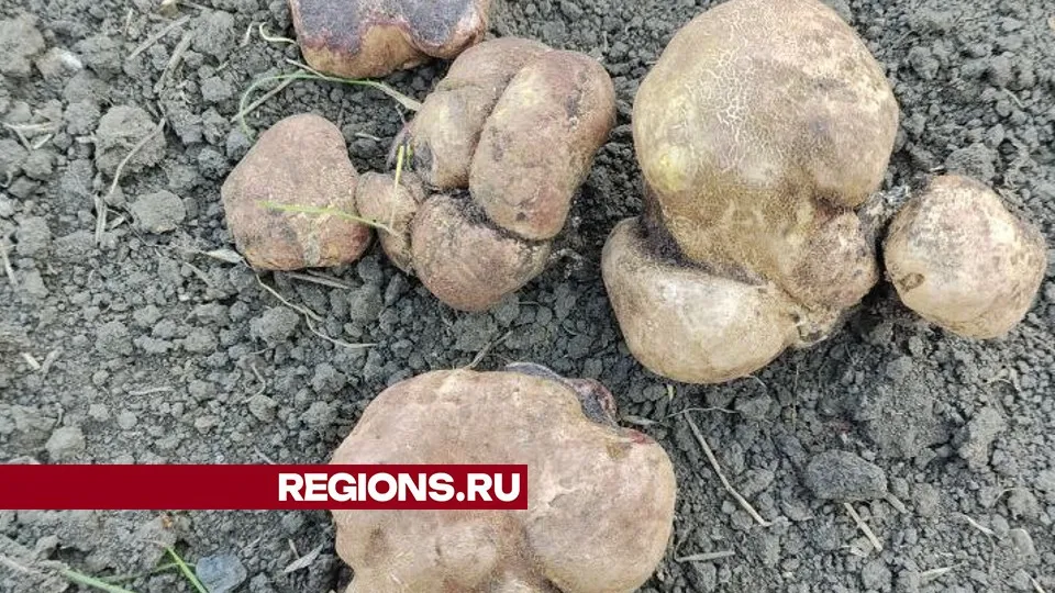 Фото: предоставлено очевидцем
