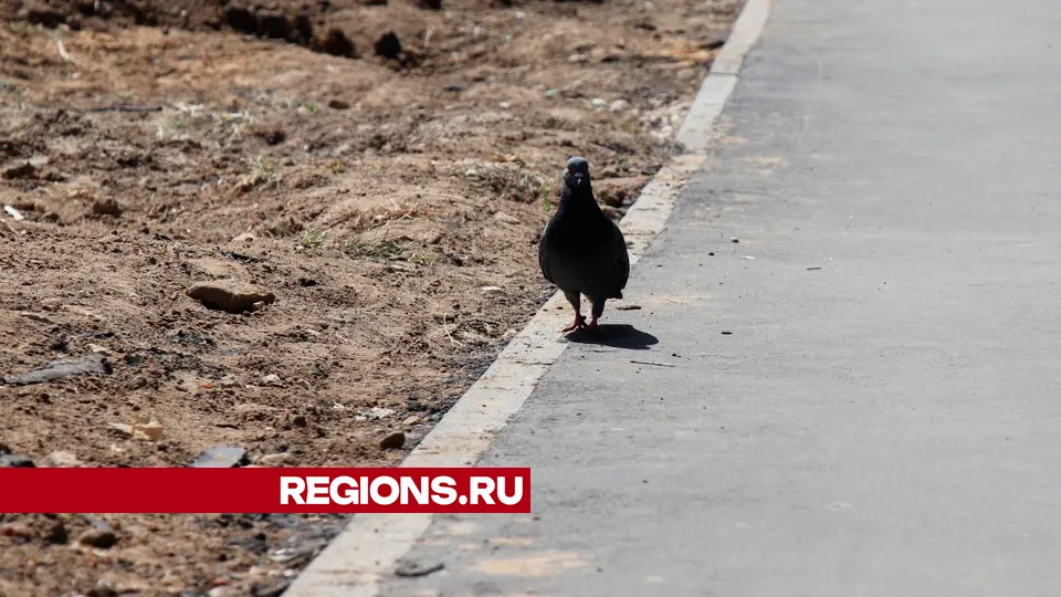 Фото: Regions/Василий Тремасов