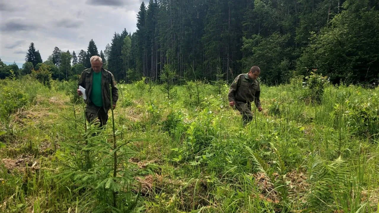 Фото: Комитет лесного хозяйства Московской области