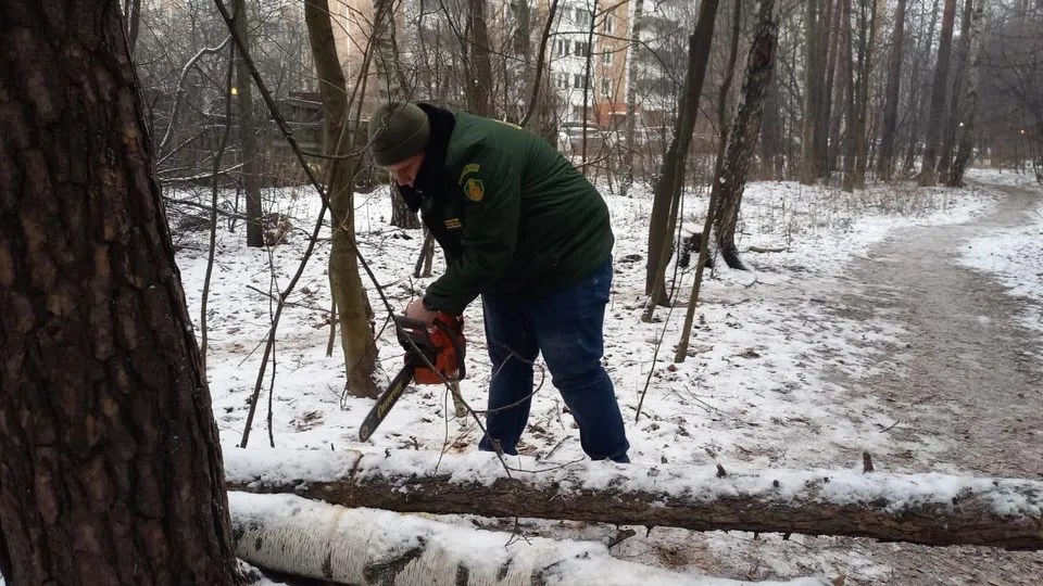 Фото: Комитет лесного хозяйства Московской области