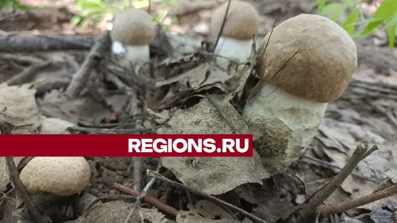 Фото: Алексей Грызлов