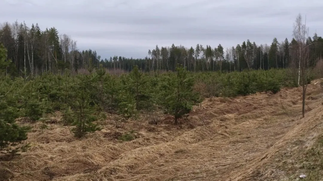 В Московской области рассказали о лесопожарной обстановке