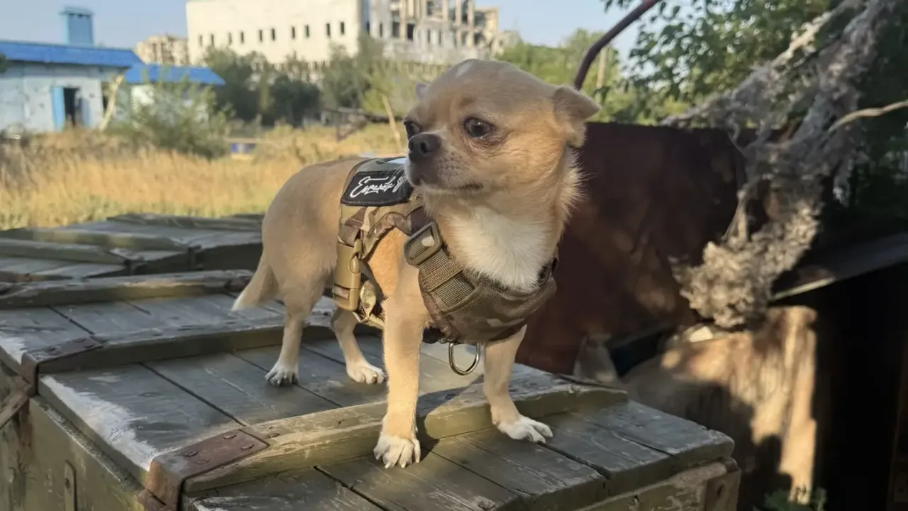 Картинка