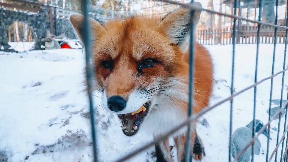 Фото: МедиаБанк Подмосковья/Данила Кирьянов