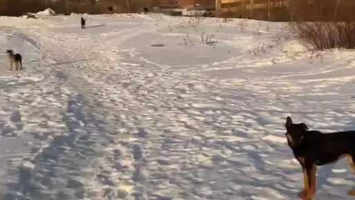 кадр из видео очевидца
