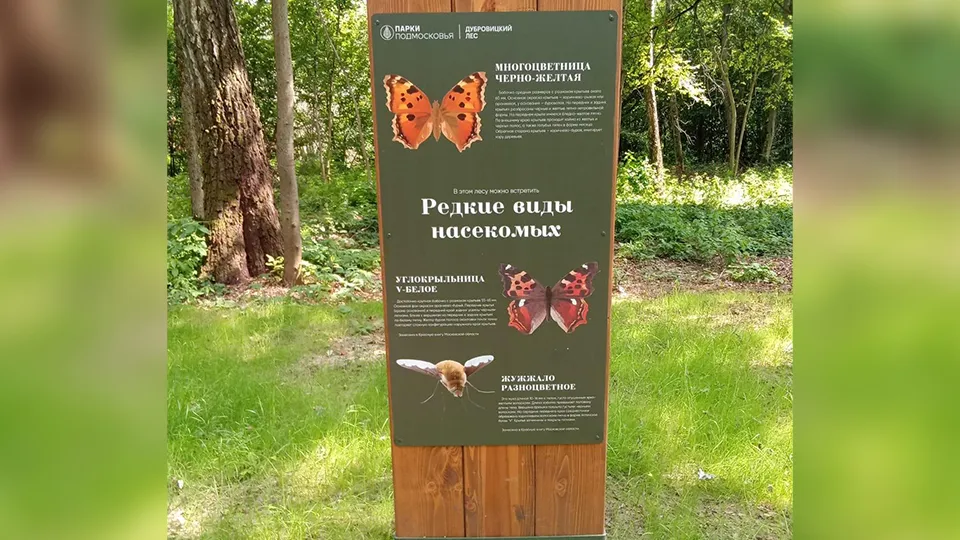 Фото:&nbsp;Министерство благоустройства Московской области