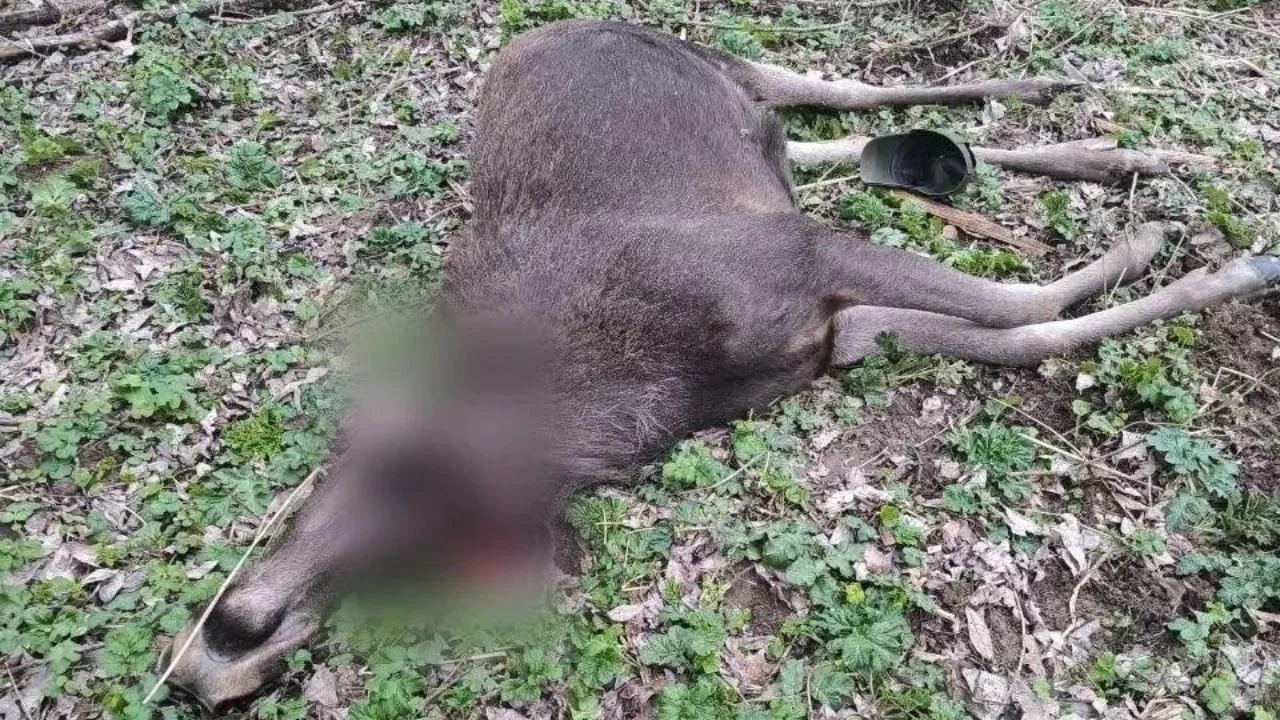 В Лотошинском округе задержаны браконьеры, незаконно добывшие самку лося