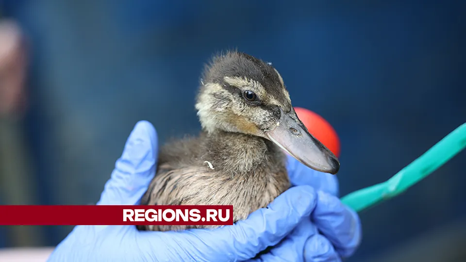 Фото: Ольга Пятикрестовская