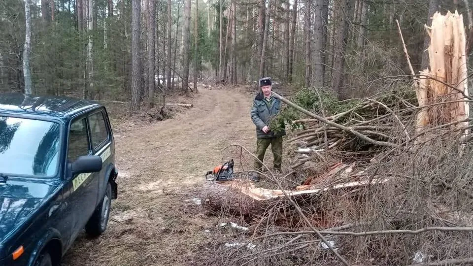 Фото: Комитет лесного хозяйства Московской области