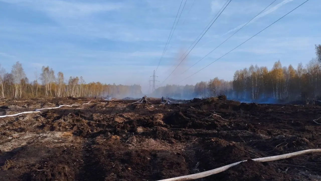 Фото: Комитет лесного хозяйства Московской области