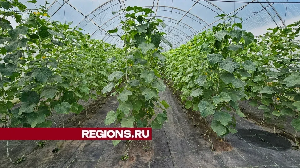 Фото: REGIONS/Александр Дрожжин