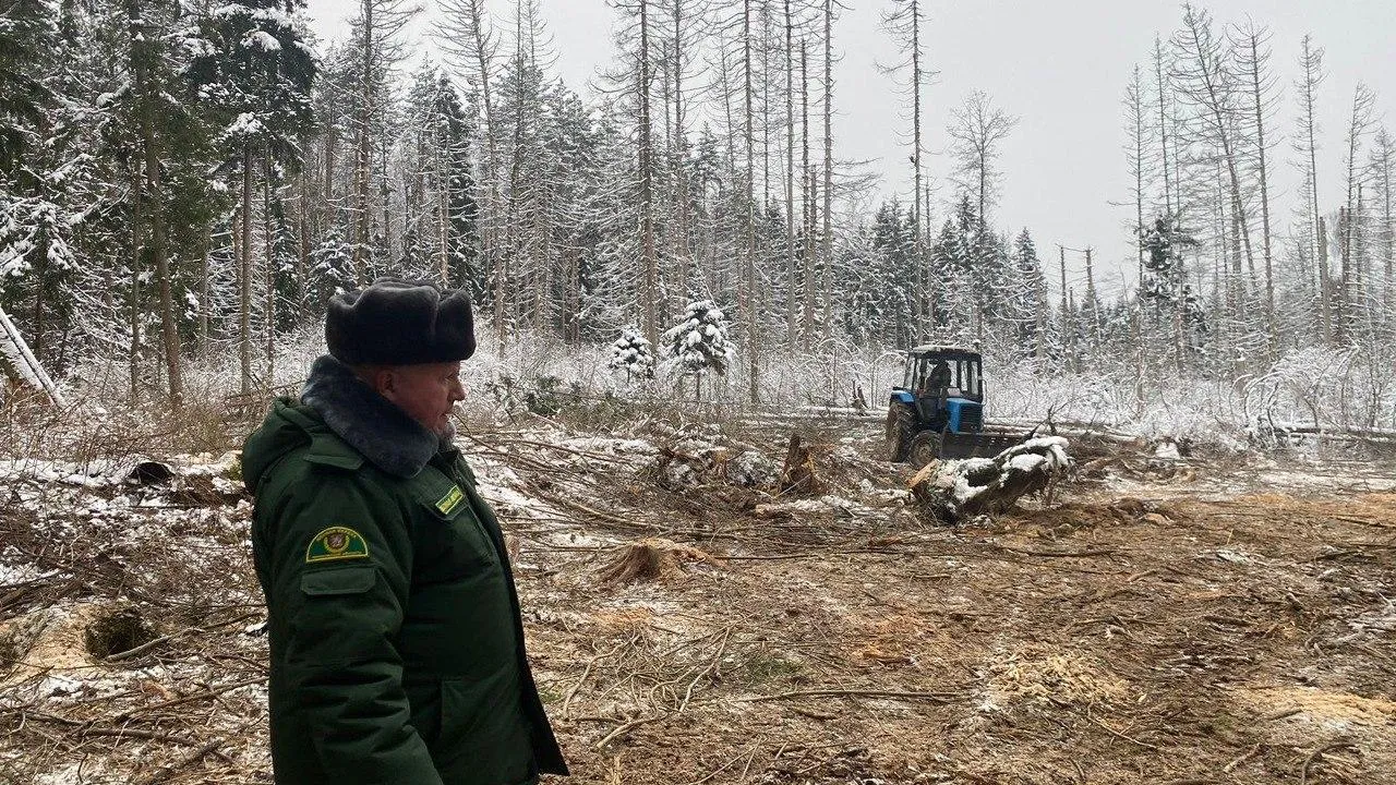 Фото: Комитет лесного хозяйства Московской области