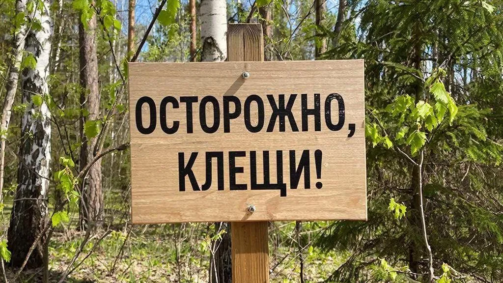 Клещи Подмосковья: какие инфекции подстерегают и как не пропустить симптомы