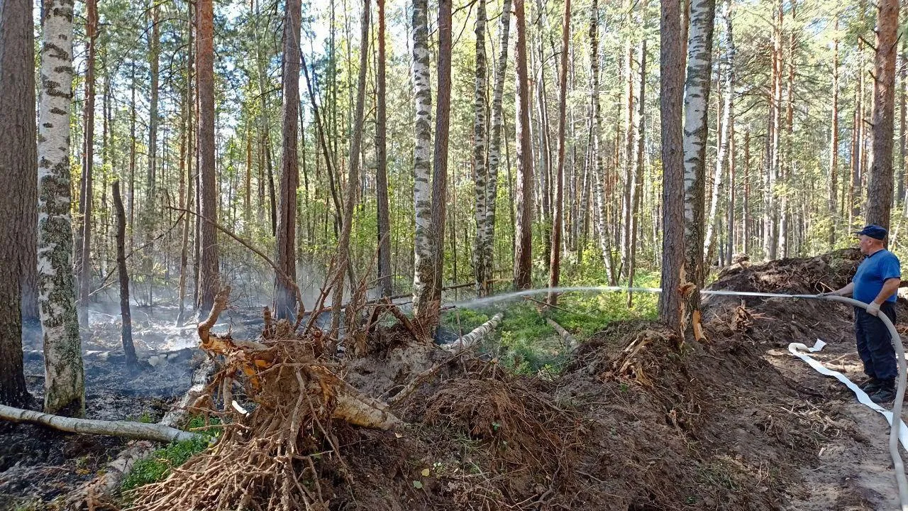Фото: Комитет лесного хозяйства Московской области