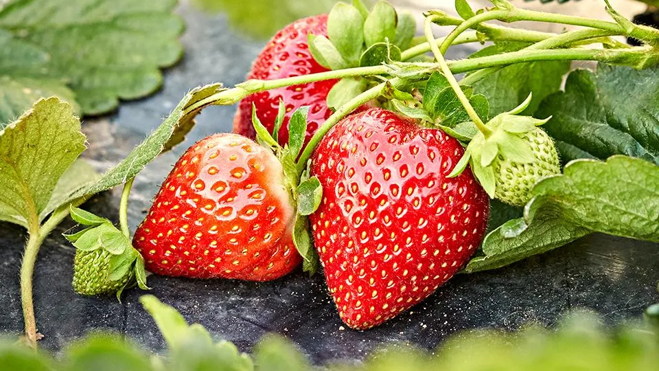 Фото: istockphoto.com