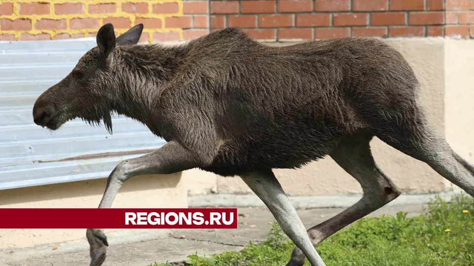 Фото: Ольга Пятикрестовская