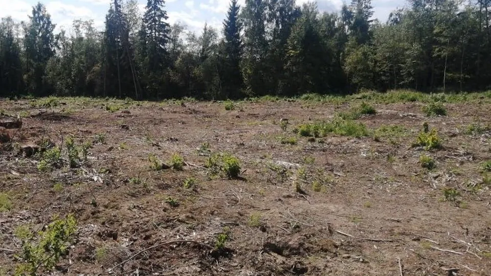 Фото: Комитет лесного хозяйства Московской области
