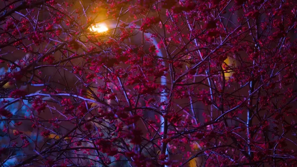 Фото: Министерство благоустройства Московской области