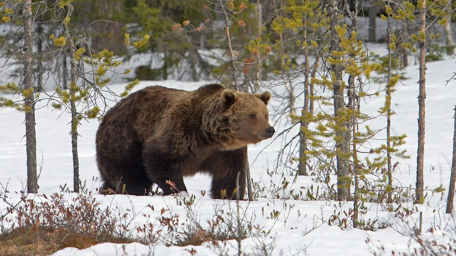 forest bear