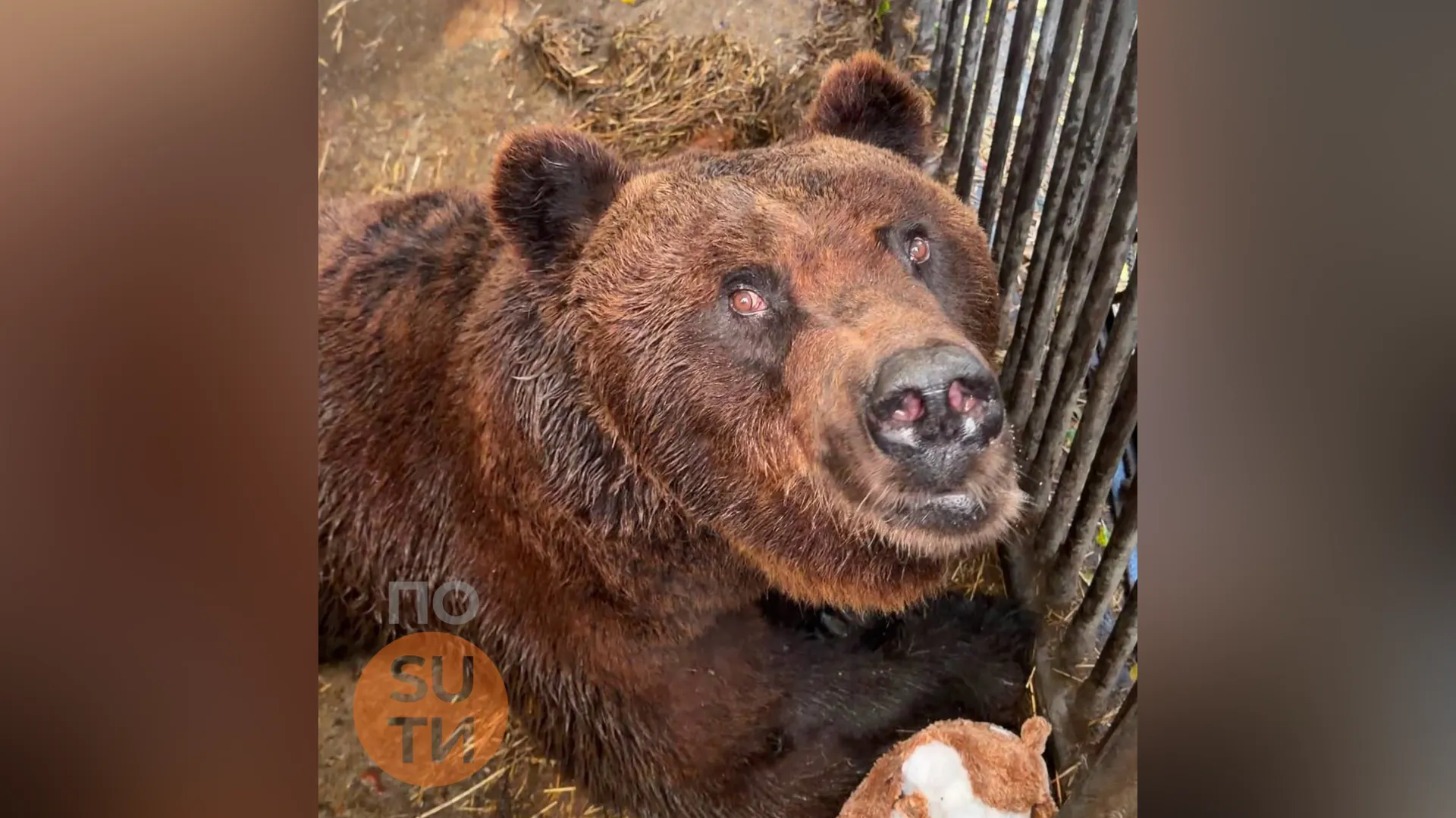 По SUти/Telegram