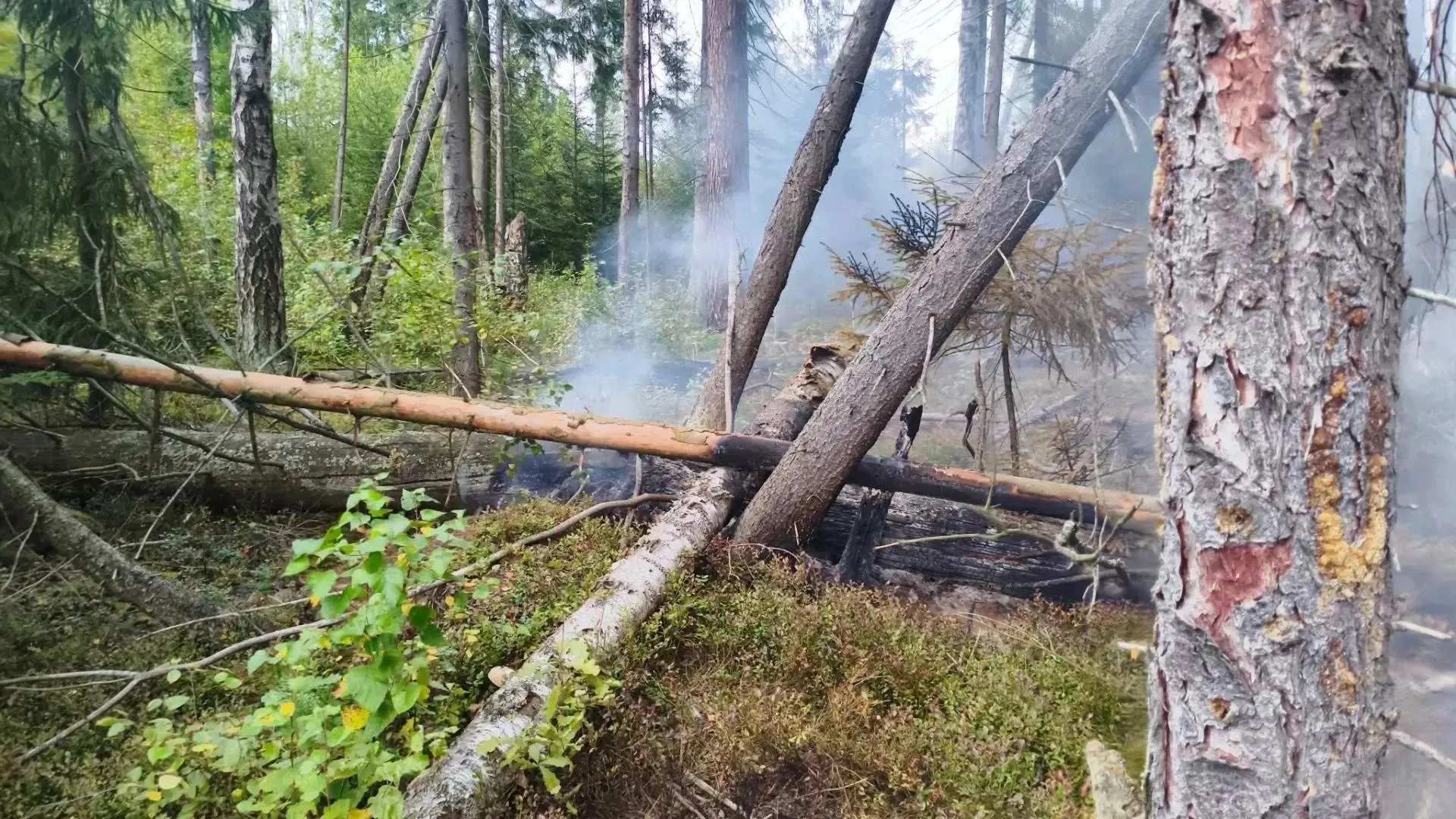 В Московской области рассказали о лесопожарной обстановке