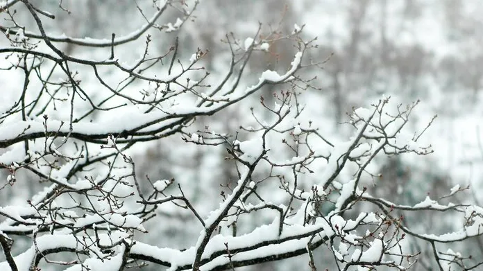 ru.freepik.com