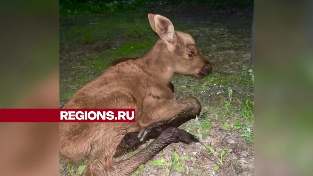 Фото: личный архив Алины Мушуманской