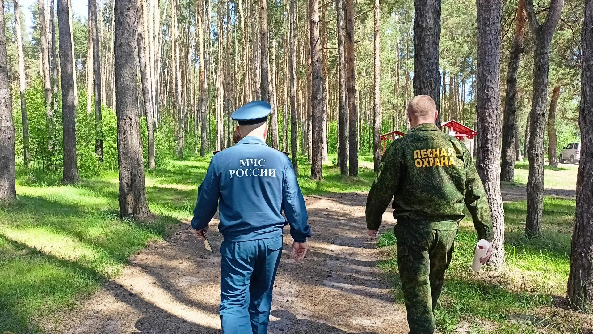 Фото: Комитет лесного хозяйства Московской области
