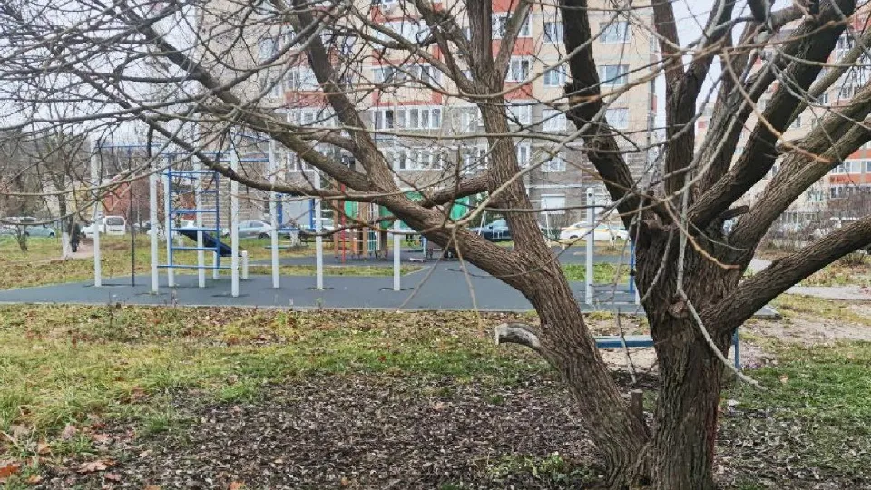 Фото: пресс-служба администрации г.о. Лосино-Петровский