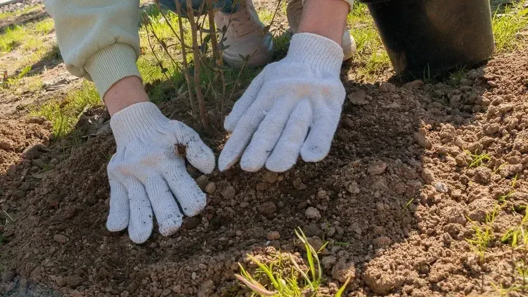 Береза выкачивает 200 литров воды в сутки: как растения помогают бороться с переполнением выгребной ямы на даче